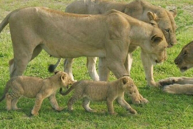 Flight Package Zanzibar to Nyerere National Park (Selous GR) 3 Days 2 Nights - Why the village stops matter more than you think
