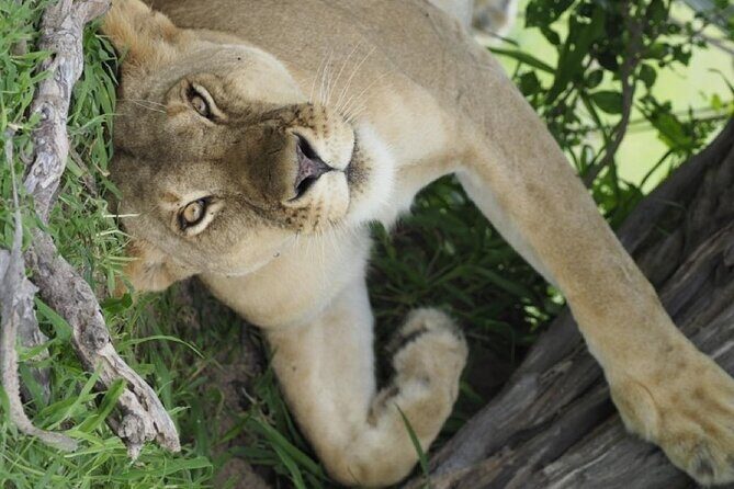 Flight Package Zanzibar to Nyerere National Park (Selous GR) 3 Days 2 Nights - Price and value: what $1,085 per person really buys