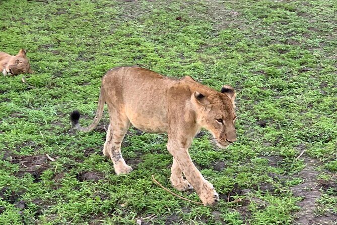 Flight Package Zanzibar to Nyerere National Park (Selous GR) 3 Days 2 Nights - Day 2 in Selous: walking safari, Mloka (Moka) Village, then Rufiji River at sunset