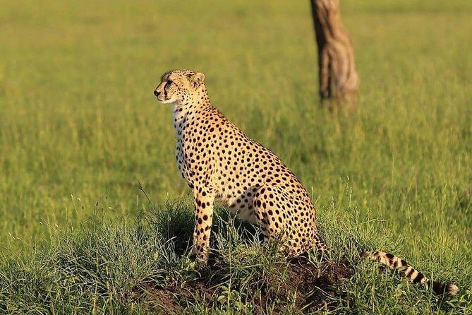 Fly inn to Central Serengeti from Zanzibar featuring Ngorongoro & Tarangire park - Day 2 to Karatu: Serengeti mornings, then the Ngorongoro crater edge view