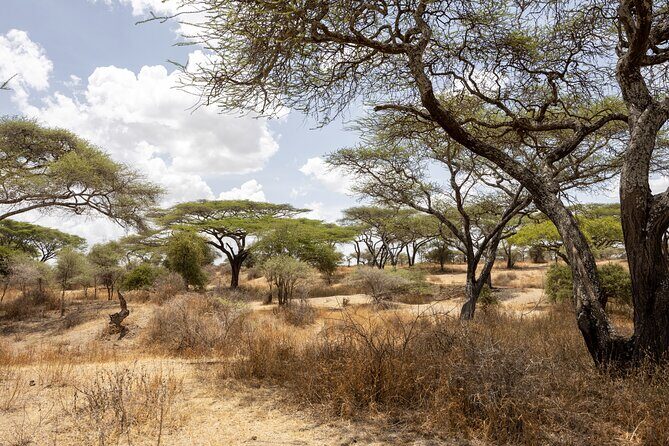 From Arusha : 11-day Amazing North Tanzania safari tour - Ngorongoro Conservation Area and the Pololeti Game Reserve pass