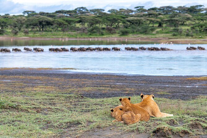 From Arusha : 11-day Amazing North Tanzania safari tour - Ngorongoro Crater: rim views plus a full-day Big Five push