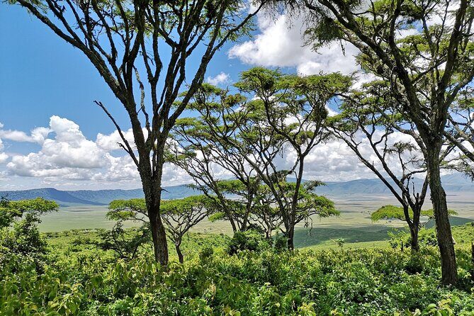 From Arusha: 11 days The Classics Northern Tanzania safari - Serengeti National Park: multiple days, better odds
