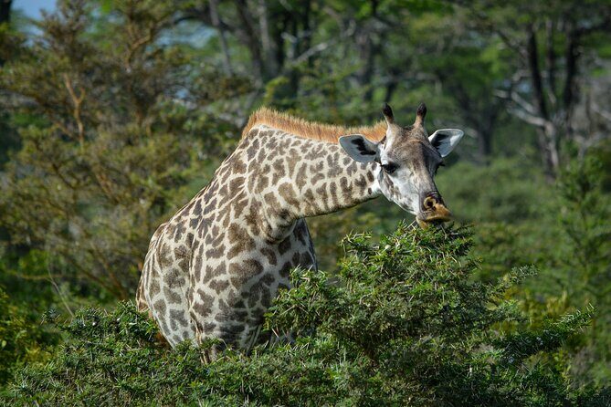 From Arusha: 11 days The Classics Northern Tanzania safari - Lake Manyara: the famous lions on branches