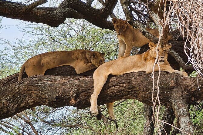From Arusha : 11 days The Complete Africa Safari North Tour - Entering the safari from Arusha