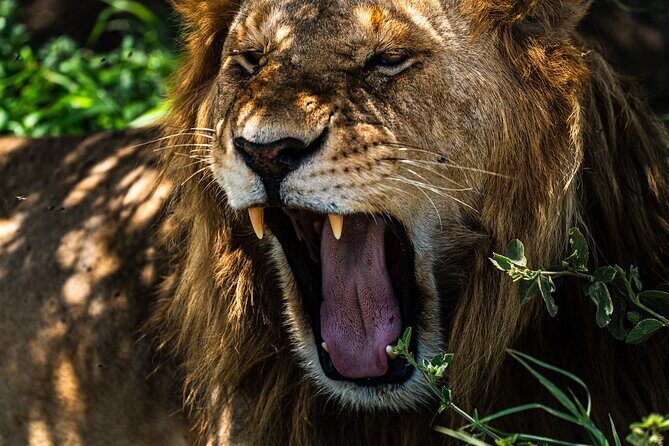 From Arusha : 11 days The Complete Africa Safari North Tour - Ngorongoro Crater full-day: one of Tanzania’s hardest-to-forget days