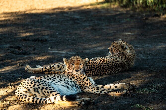 From Arusha : 11 days The Complete Africa Safari North Tour - Lake Manyara: the tree-climbing-lion chance and more ecology variety