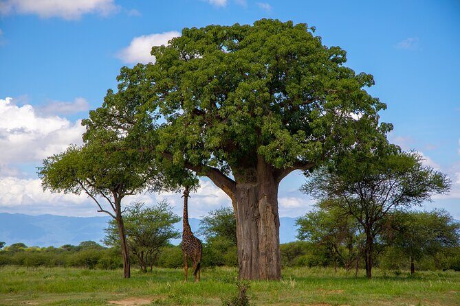 From Arusha : 11 days The Complete Africa Safari North Tour - Tarangire: elephants and the dry-season superstar vibe