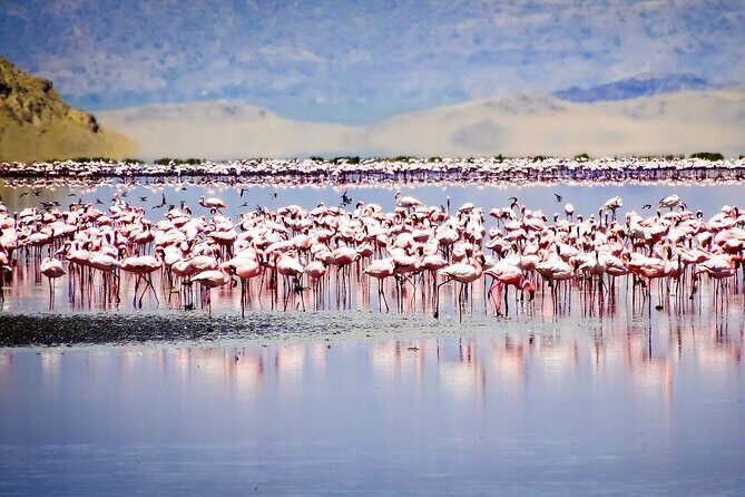 From Arusha : 11 days The Complete Africa Safari North Tour - Lodges, full-board meals, and the value of not micromanaging