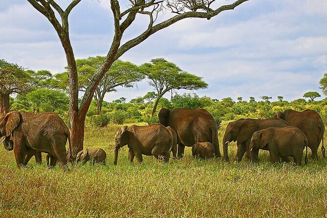 From Arusha : 3 Days Private Safari Tarangire N.P and Serengeti - Why Tarangire + Serengeti in 3 days is a smart trade