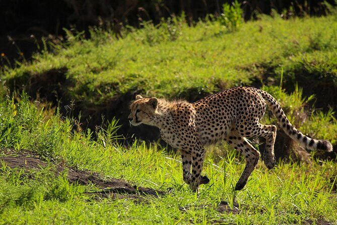 From Arusha : 3 Days Private Safari Tarangire N.P and Serengeti - Day 1 in Tarangire National Park: elephants, baobabs, and long viewing time
