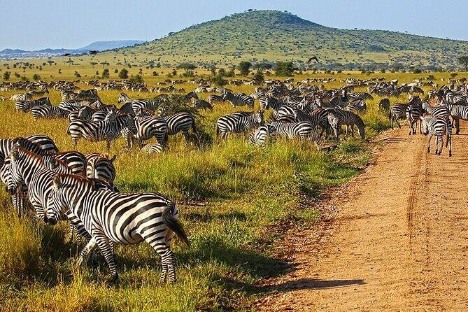 From Arusha: 5 Days Classic Safari Cats, Calves & Crater - Day-By-Day Route from Arusha to Ndutu and Ngorongoro