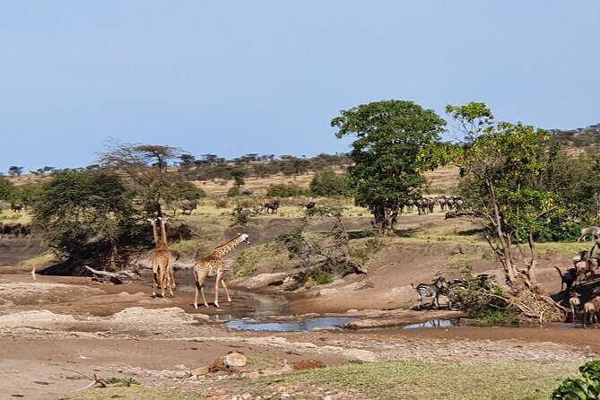 From Arusha: 5 Days Classic Safari Cats, Calves & Crater - Ngorongoro Crater: Big Five Odds in a Caldera Setting