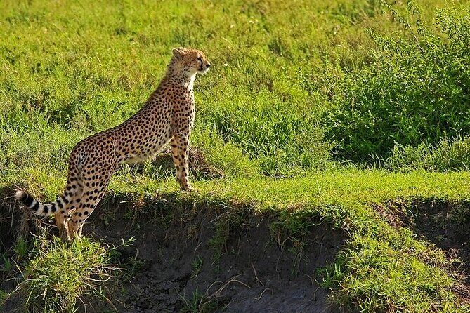 From Arusha: 5 Days Classic Safari Cats, Calves & Crater - Overnight Stays and Full Board Meals: What “Near the Parks” Means