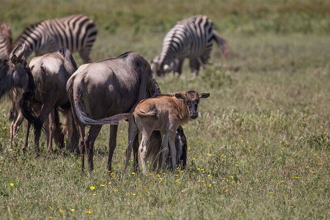 From Arusha: 5 Days Classic Safari Cats, Calves & Crater - Guide Quality and How to Get Better Sightings