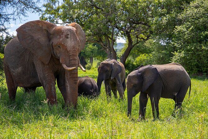 From Arusha: 5 Days Classic Safari Cats, Calves & Crater - Tarangire’s Baobabs and Elephant Density: A Strong First Park