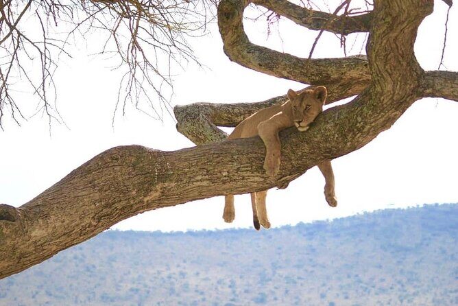 From Arusha : Days Safari Northern Circuit to Maasai Boma - Day 4: Lake Manyara’s tree-climbing lions and lake views