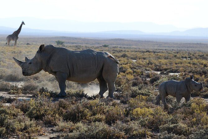 From Arusha : Days Safari Northern Circuit to Maasai Boma - Day 1: Arusha pickup and Tarangire’s baobabs and elephants