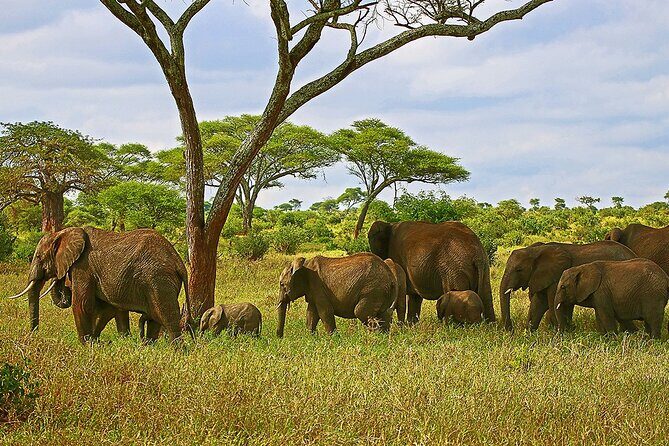 From Arusha: Tarangire and Ngorongoro Crater 3-Day Private Safari - Sleeping by Lake Manyara: Africa Safari Lake Manyara’s Wildlife-Latched Location