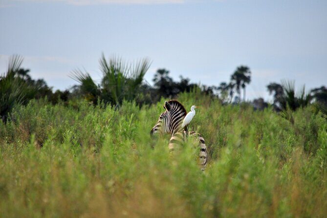 From Arusha: Tarangire and Ngorongoro Crater 3-Day Private Safari - Price and Logistics: $1,088 Looks Simple, Then Taxes Show Up