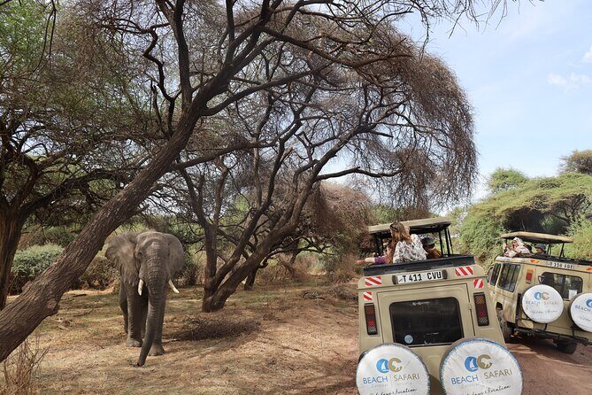 From Arusha to Zanzibar : 11 days From Bush to Beach safari - Ngorongoro Crater full day: the long game drive everyone wants