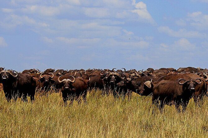 From Arusha to Zanzibar : 11 days From Bush to Beach safari - Tarangire National Park: elephants and wildlife density outside Serengeti