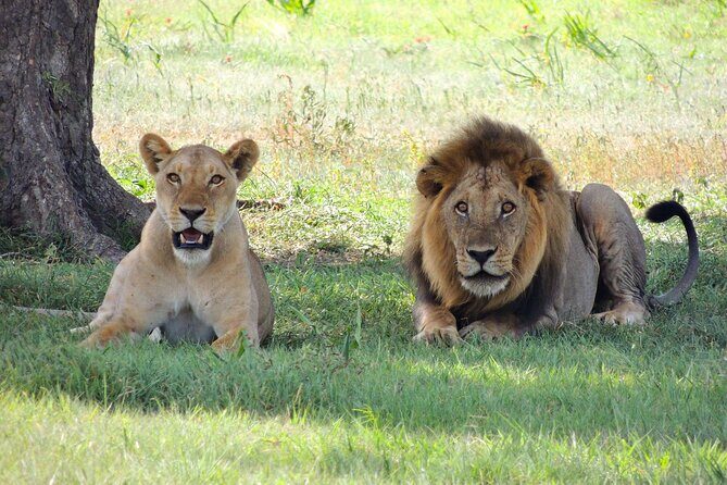 From Arusha to Zanzibar : 11 days From Bush to Beach safari - Flight to Zanzibar: switching from savannah to sea air