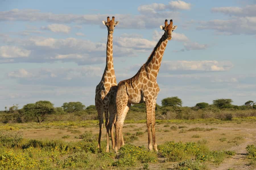 From Dar es Salaam: Mikumi National Park Day Trip - Key things I’d plan around
