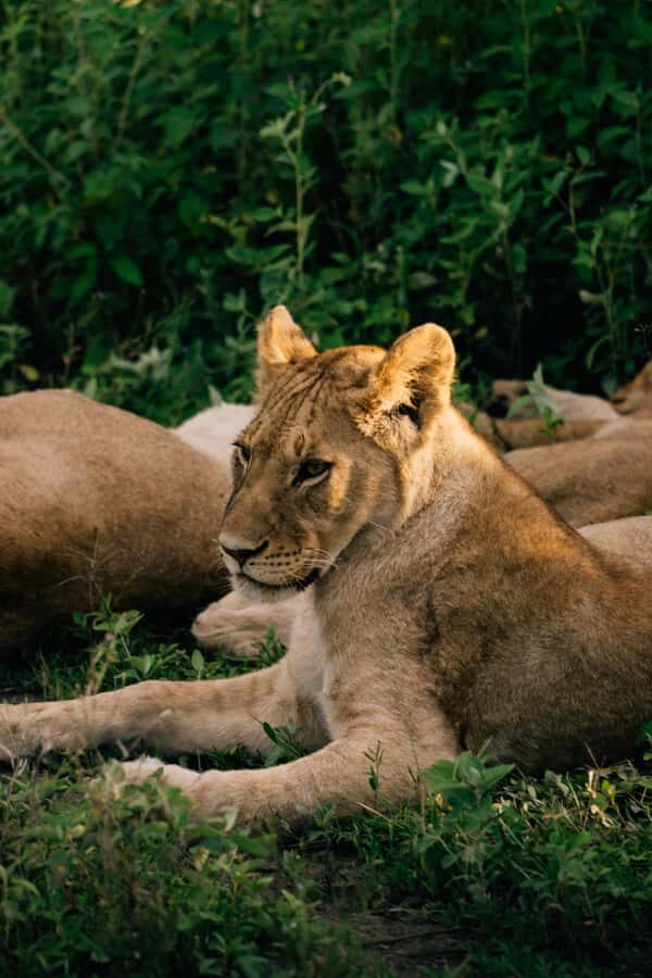 From Dar es Salaam: Mikumi National Park Day Trip - A tight 8-hour safari from Dar that still feels like a real day out