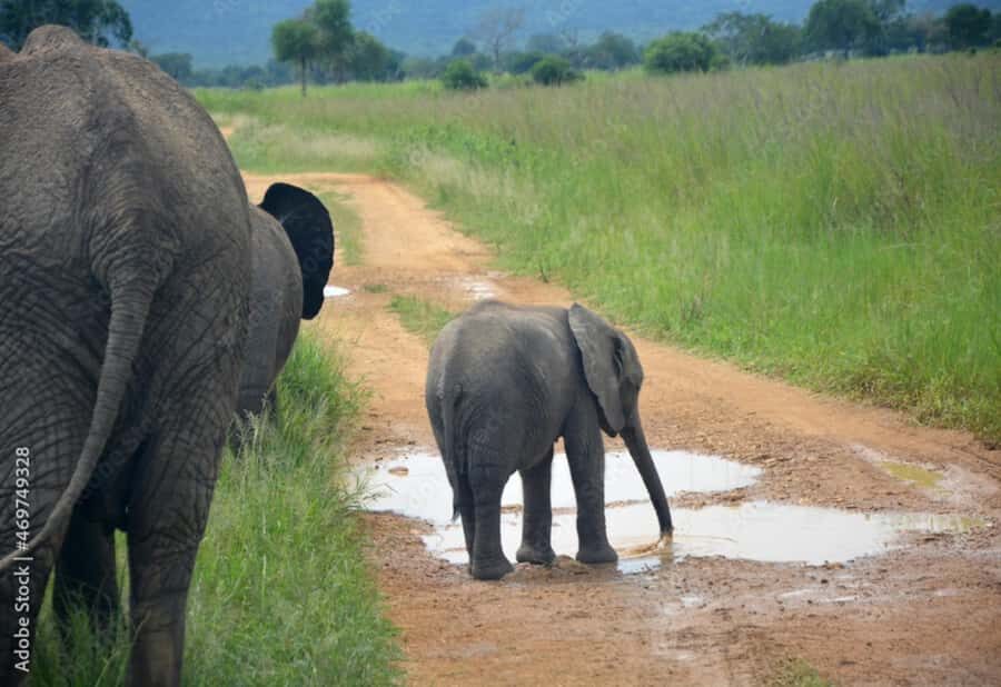 From Dar es Salaam: Mikumi National Park Day Trip - Your wildlife checklist: buffalo, lions, elephants, and more