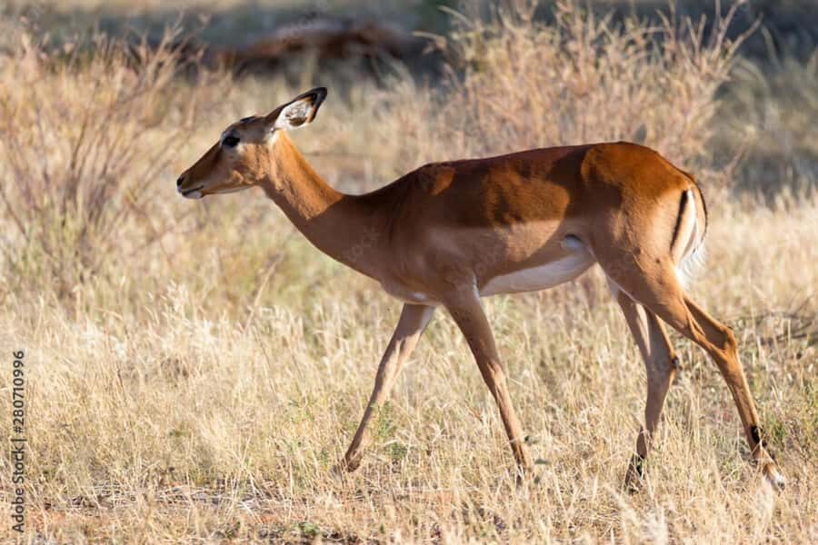 From Dar es Salaam: Mikumi National Park Day Trip - Breaks and the tree-of-life photo stop