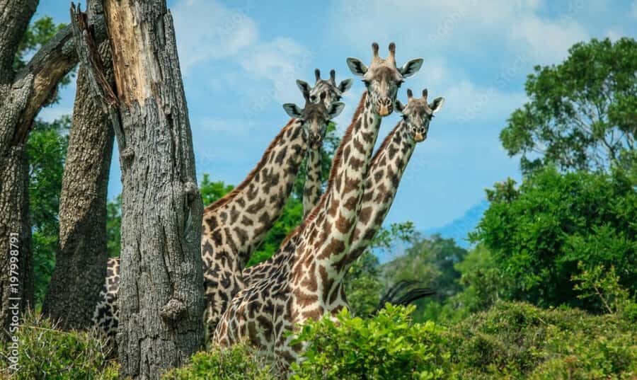 From Dar es Salaam: Mikumi National Park Day Trip - Lunch and water in the middle of the action