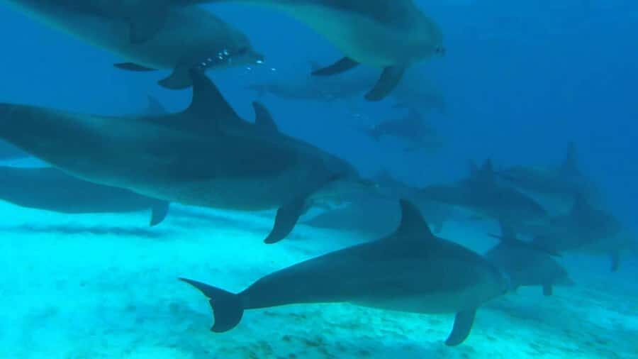 From Kendwa: Mnemba Boat Trip and Dolphin Snorkel Adventure - Timing and pacing: four hours that don’t feel rushed