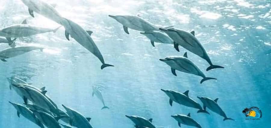 From Kendwa/Nungwi: Mnemba Dolphins with Snorkel Tour - Mnemba From Kendwa or Nungwi: How the Day Flows