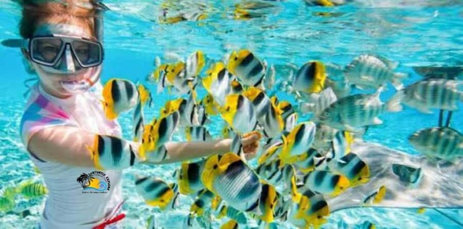 From Kendwa/Nungwi: Mnemba Dolphins with Snorkel Tour - Should You Book the Mnemba Dolphins and Snorkel Tour?