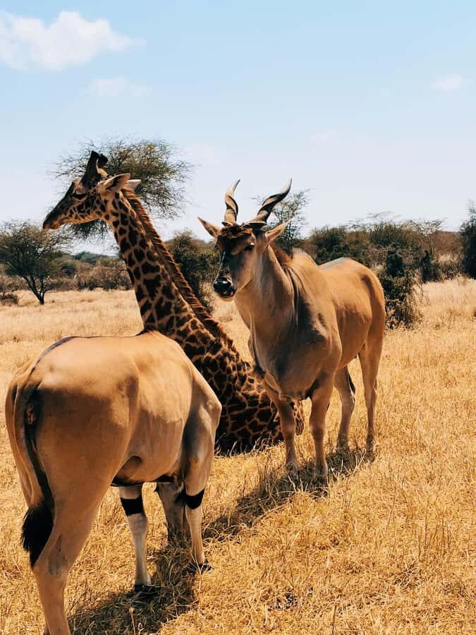 From Moshi or Arusha: Serval Wildlife Sanctuary Trip - Value check: $90 tour price plus $120 park entry