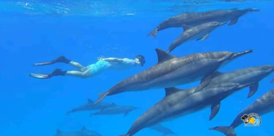 From Nungwi/Kendwa: Mnemba Atoll Starfishes & Dolphins Tour - From Nungwi or Kendwa to Mnemba: how this half-day really works