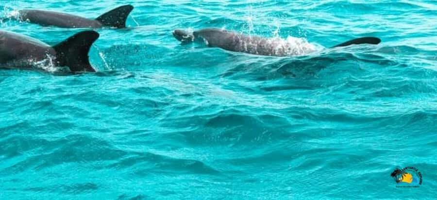 From Nungwi/Kendwa: Mnemba Atoll Starfishes & Dolphins Tour - Dolphins on the water: the thrill, plus the animal-friendly reality check
