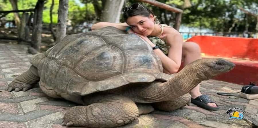From Nungwi/Kendwa: Prison Island and Nakupenda Sandbank - Aldabra Giants Up Close: Adults, Babies, and What You Can Do