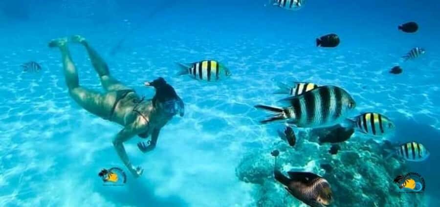 From Nungwi: Mnemba Island Dolphin Watching and Snorkeling - Why Mnemba Island makes sense for a dolphin + snorkeling day