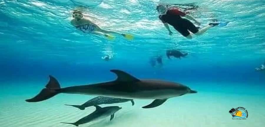 From Nungwi: Mnemba Island Dolphin Watching and Snorkeling - Mnemba snorkeling: guided time, clear water, and what to expect on the surface