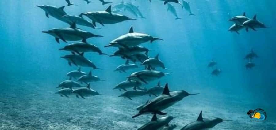 From Nungwi: Mnemba Island Dolphin Watching and Snorkeling - Dolphins first: what the 90% chance sets you up for