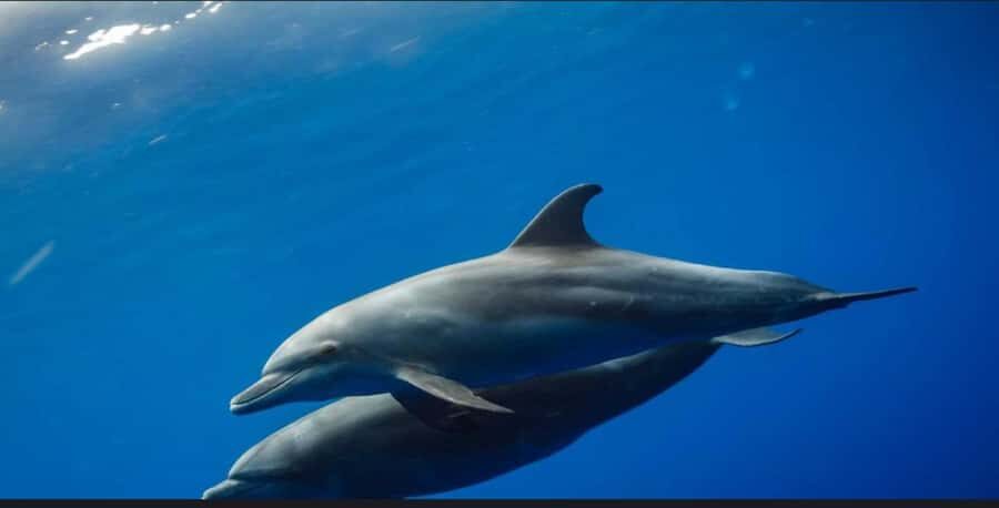 FROM NUNGWI; MNEMBA SNORKELING AND DOLPHIN TOUR - Getting to the boat: pickup, timing, and how to avoid a soggy day