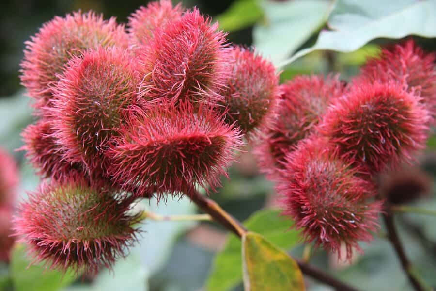 From Stone Town: Spice Tour of Zanzibar - From Clove Trees to Ginger Roots: What You Actually See on the Farm