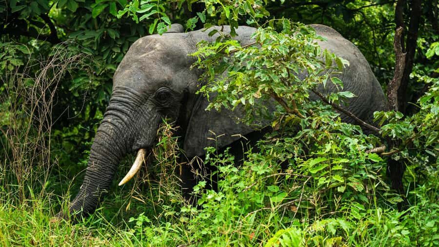 From Zanzibar: 2 Days 1 Night Selous GR Safari with Flights - If you choose the boat option: Rufiji River viewing you can’t get from land