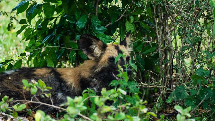 From Zanzibar: 3-Day Selous Safari Trip with Flights - Africa Safari Selous lodge: comfort you’ll appreciate after long drives