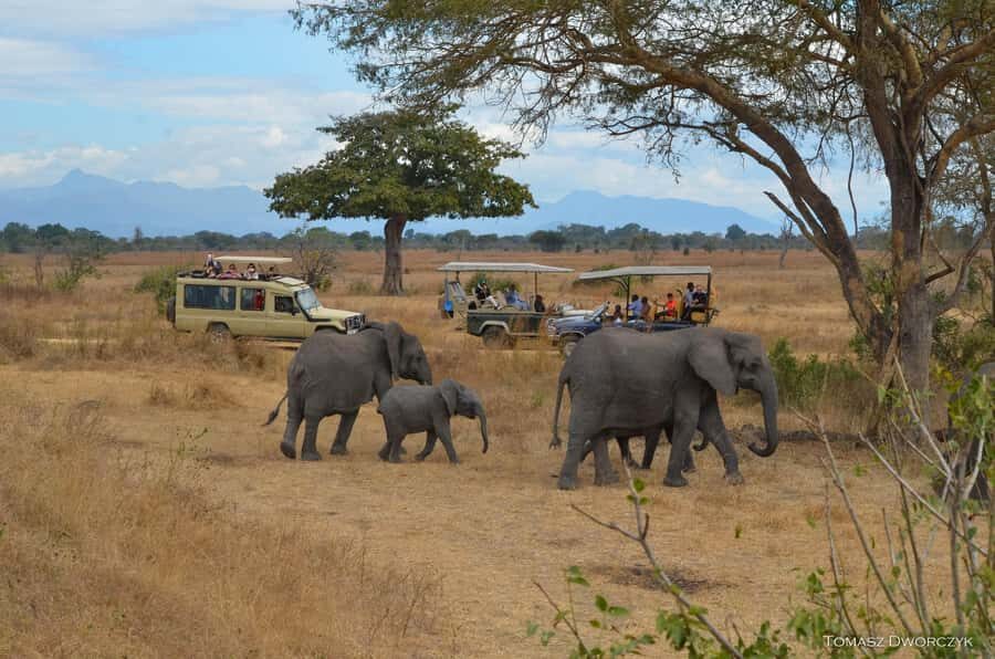 From Zanzibar: day Safari to Mikumi National Park - The Main Event: Game Drive in an Open 4x4 (and What That Changes)