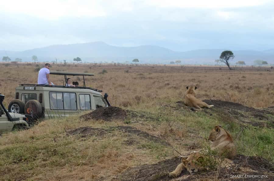 From Zanzibar: day Safari to Mikumi National Park - The Early-Morning Plan: 4 a.m. Pickup to 6 a.m. Takeoff