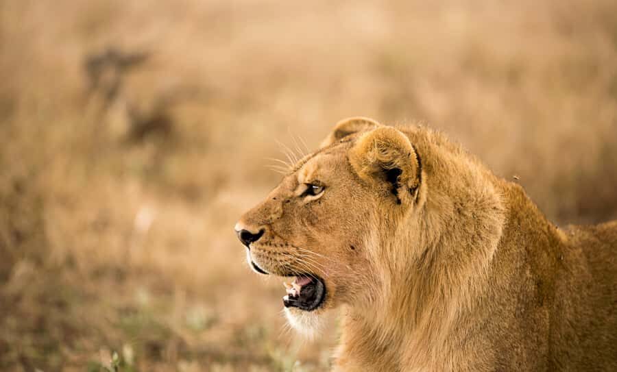 From Zanzibar: Day Safari to Selous Game Reserve with flight - Flying From Zanzibar to Selous in One Day: What You’re Really Buying