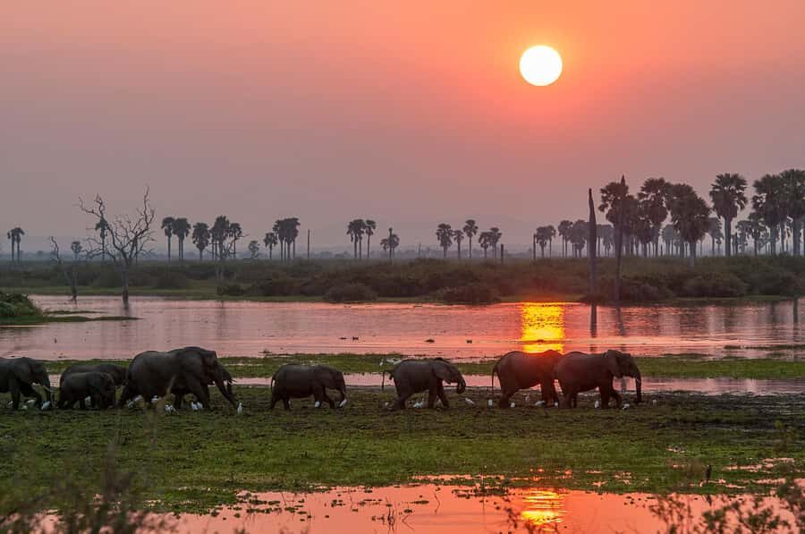 From Zanzibar: Day Safari to Selous Game Reserve with flight - Price and Logistics: Is $480 Good Value for One Day?